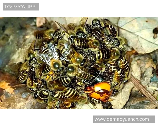 黄蜂生态揭秘:从捕食习性到巢穴建设,深入探讨黄蜂的生存智慧与行为模式 黄蜂生态揭秘:从捕食习性到巢穴建设,深入探讨黄蜂的生存智慧与行为模式