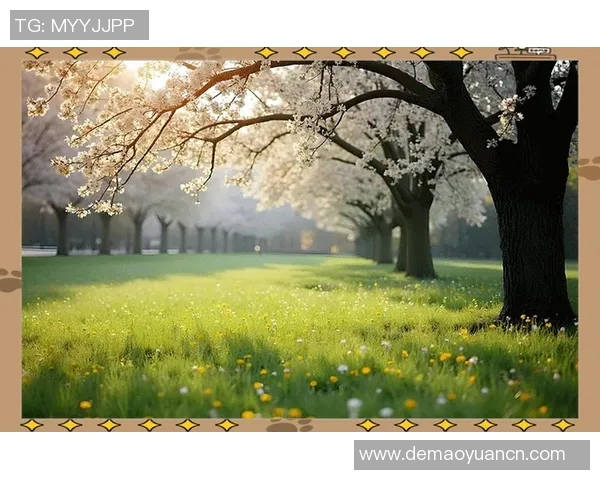 提升仰泳技术与训练方法探索，优化泳姿与竞技表现的全面指南